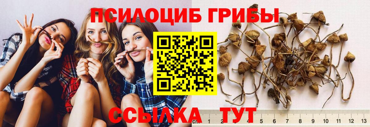 Галлюциногенные грибы Cubensis Тверь